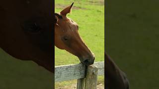 Say Goodbye to Horse Cribbing with This Simple Tip fences equestrianlife rural [upl. by Aikkin]