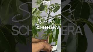 Removing Scale Bug Pests  Schefflera Actinophylla  1Min or Less [upl. by Ahsenak]