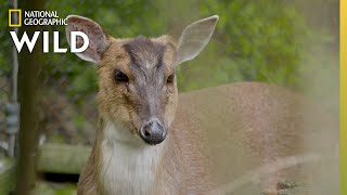 The Barking Deer  Secrets of the Zoo [upl. by Nnaitsirk]