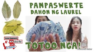 Totoo nga dahon ng LAUREL sa wallet Mabisang pampaswerte Week 1 [upl. by Bully433]