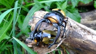 Odontolabis lacordairei  Stag Beetle  HirschkÃ¤fer [upl. by Odlaw]