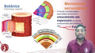 Histologia vegetal tecidos meristemáticos e permanentes [upl. by Delaryd]