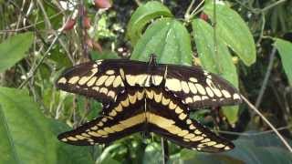 Butterflies at RHS Wisley  Swallowtails  Mating  Svölufiðrildi  Fiðrildi  Hávængja [upl. by Aihsyak337]