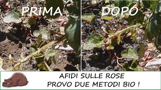 Come eliminare gli afidi dalle rose Provo due metodi naturali [upl. by Kama798]