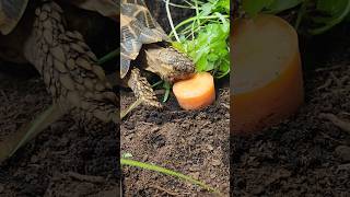 Star Tortoise trippytippi tortoise startortoise beautifulanimals [upl. by Shippee71]