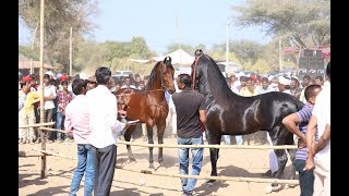 The Astonishing Handling of Stallions  Rearing Breeding Stallion at Ease [upl. by Atinej500]