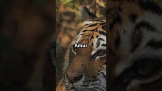 5 Astonishing Facts About the Amur Tiger The Siberian Giant [upl. by Timoteo]