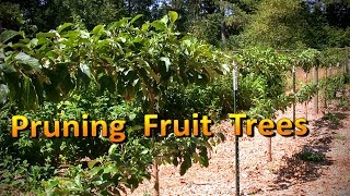 How to Prune Apple and Pear Trees  Espaliered Fruit Tree Pruning [upl. by Eivod]