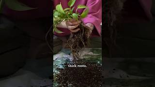 How I Saved My Mom’s Dying Plant [upl. by Assil453]