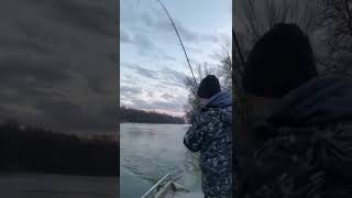 Winter zander fishing Pecanje smuđa na dravi fishing zander boat drava sportex shimano [upl. by Erdna]