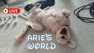 Aries World is live Happy Hump Day come hang out with Arie Bear 🐻 92524 [upl. by Ihc]