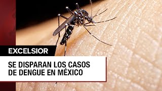 México contabiliza 22 mil casos de dengue [upl. by Aifos]