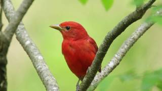 Summer Tanager — The Rosy Redbird [upl. by Laeria393]