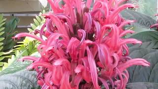 Plant Traveller Justicia Carnea  Kings Crown [upl. by Aland]