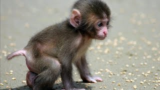 Cute Gibbons Playing amp Climbing 🐒🌿  Fun Monkey Momentsquot [upl. by Lindeberg]