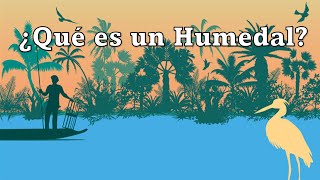 ¿Qué es un humedal Día Mundial de los Humedales [upl. by Asenab]