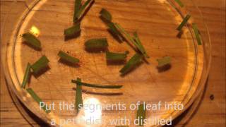 How to propagate Cape Sundews Drosera capensisCarnivorous plant [upl. by Seiuqram]