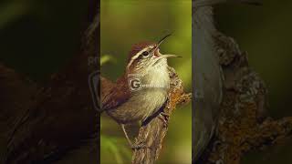 Bewicks Wren Call and Song [upl. by Luapsemaj258]