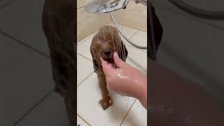 Dog care and Bath shorts puppy cuteanimals petcare petbath [upl. by Fulbert]