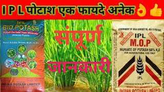 Potash fertilizer।।ipl potash fertilizer price।।difference between molasses potash and mop।ipl [upl. by Hezekiah248]