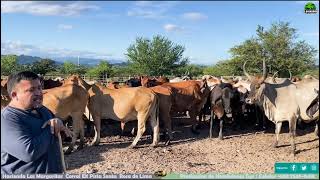 Vacas receptoras de embriones Gyr puros y Lecheros  El Salvador en el Campo gyr [upl. by Odelinda]