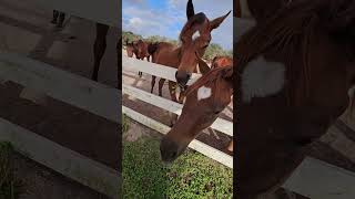 Wow Serious food aggression 😆 love horseing funny horsebehavior arabianhorse shorts short [upl. by Emyle]