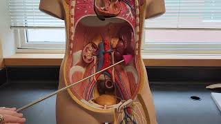 Posterior Abdominal Wall muscles [upl. by Nhor]