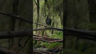 Lyrebirds have 12 filamentary feathers in their tail and rainy days birds birding wildlife [upl. by Sandy531]