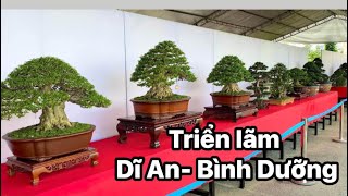 Highend works at bonsai exhibition in Di An Binh Duong Vietnam [upl. by Hsot916]