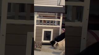 3 cats learning to like their new house coziwowpethouse8982 cat shortsvideo catlover [upl. by Appleby]