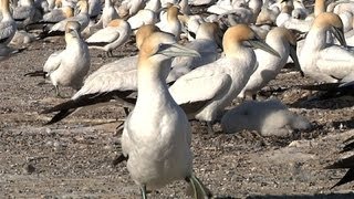 Nesting Gannets in New Zealand [upl. by Nnylhsa]