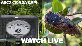 LIVE ABC7 Chicago Cicada Cam [upl. by Dunc]