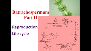 Batrachospermum Part II Reproduction amp Life cycle [upl. by Cummings933]