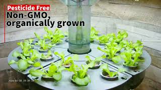 Butterhead Lettuce Hydroponics Timelapse  Aquatree Garden [upl. by Irik]