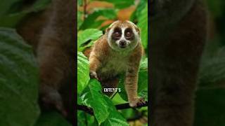 Slow Loris Facts animalfactsside wildlife shorts [upl. by Freiman685]