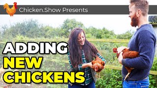 Putting New Chickens With Old Chickens [upl. by Johna]