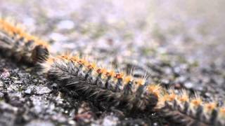 Pine Processionary Caterpillars PPC [upl. by Berton]