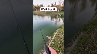 tightlines fishing largemouthbassin bassfishing sportfishing warriorxii bass topwater [upl. by Edson]