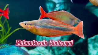 Rainbow Fish VN  Melanotaenia Vanheurni  Đỗ Minh Tiến [upl. by Yrrac]