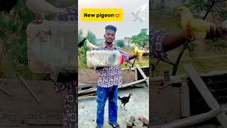 New pigeon le aaye😍 petlover pigeon pigeonvlogger minivlog birds kabutar newpigeon budgies [upl. by Arvonio]