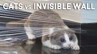 Cats vs Invisible Wall Compilation [upl. by Adore]