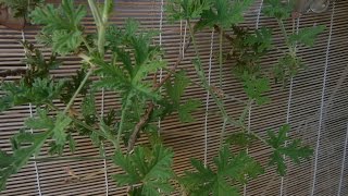 All about scented Geranium part II  Planting and propagation [upl. by Kristyn]