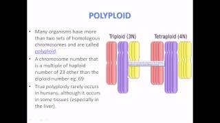 What is Polyploidy [upl. by Dranek667]