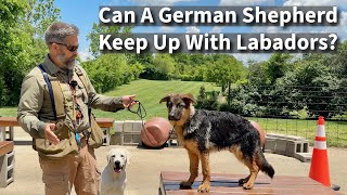 Can A Show Line German Shepherd Keep Up With Labrador Retrievers [upl. by Gitlow]