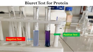 Biuret Test [upl. by Ayor]