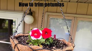 How to trim petunias for continued growth [upl. by Leighton]