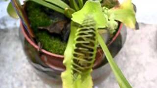 Venus Flytrap Eating 2 wasps [upl. by Cynara873]