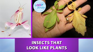 Insects that look like Plants  Masters of Disguise [upl. by Htiekel]