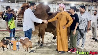 American brahman bull VL Rojo Live sold 2023 Sadeeq Agro  Qurbani bulls of Shaker Bhai  Baridhara [upl. by Lemraj713]