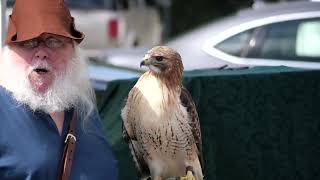 Red tail hawk [upl. by Messab]